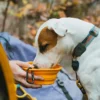 Bol pliabil pentru animale de companie TNF™ Bol pliabil pentru animale de companie TNF™