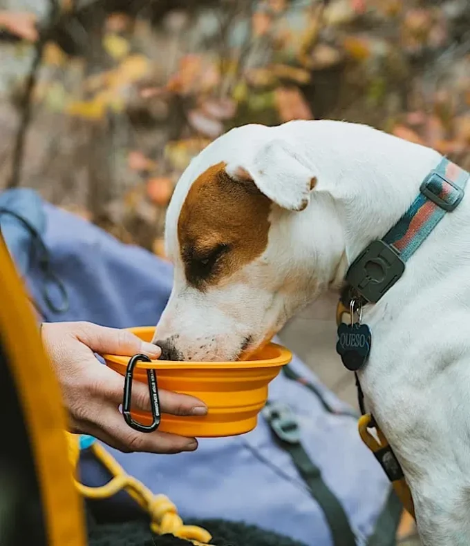 Bol pliabil pentru animale de companie TNF™ Bol pliabil pentru animale de companie TNF™