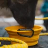 Bol pliabil pentru animale de companie TNF™ Bol pliabil pentru animale de companie TNF™