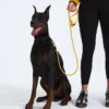 Lesă pentru animale de companie TNF™ Lesă pentru animale de companie TNF™