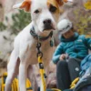 Lesă pentru animale de companie TNF™ Lesă pentru animale de companie TNF™