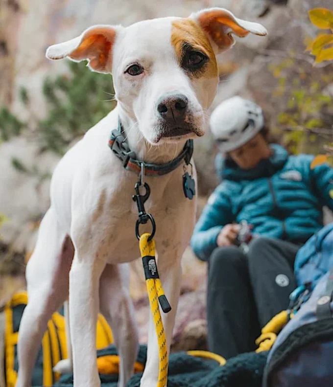 Lesă pentru animale de companie TNF™ Lesă pentru animale de companie TNF™